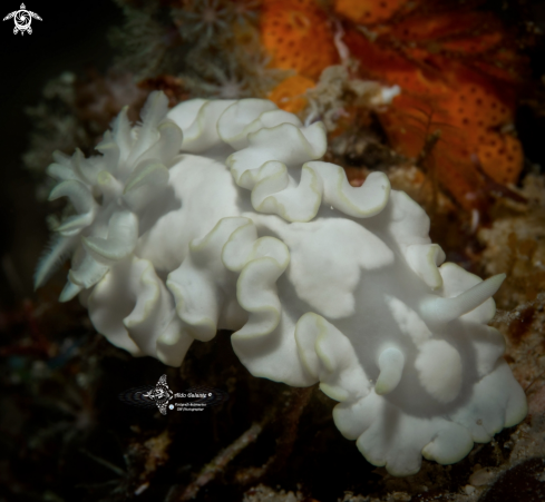 A Glossodoris buko S. B. Matsuda & Gosliner, 2018  | Nudibranch