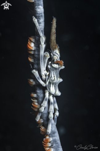 A Xenocarcinus tuberculatus | Whip Coral Spider Crab