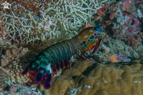 A Mantis shrimp