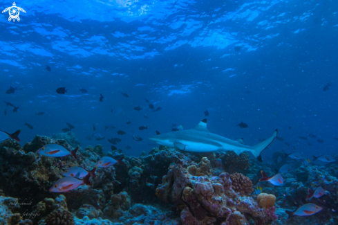 A black tip shark