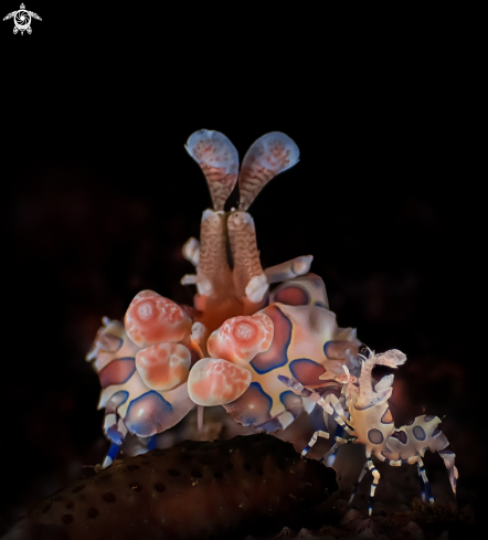 A harlequin shrimp