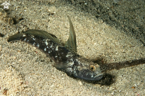 A Gobius niger | Gobide nero maschio