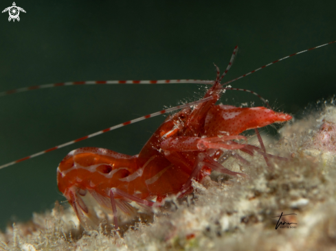 A Anemone Pistol Shrimp