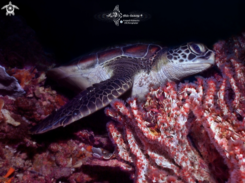 A Chelonia mydas (Linnaeus, 1758)  | Green Turtle