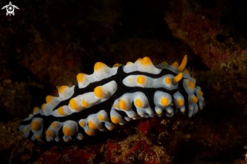 A NUDIBRANCH