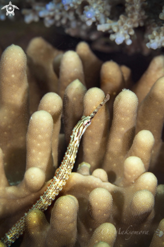 A Reticulate Pipefish (Corythoichthys flavofasciatus)