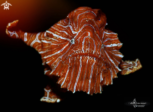 A Psychedelic Frogfish