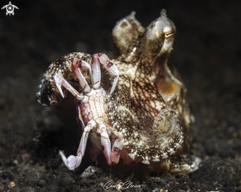 A Coconut Octopus