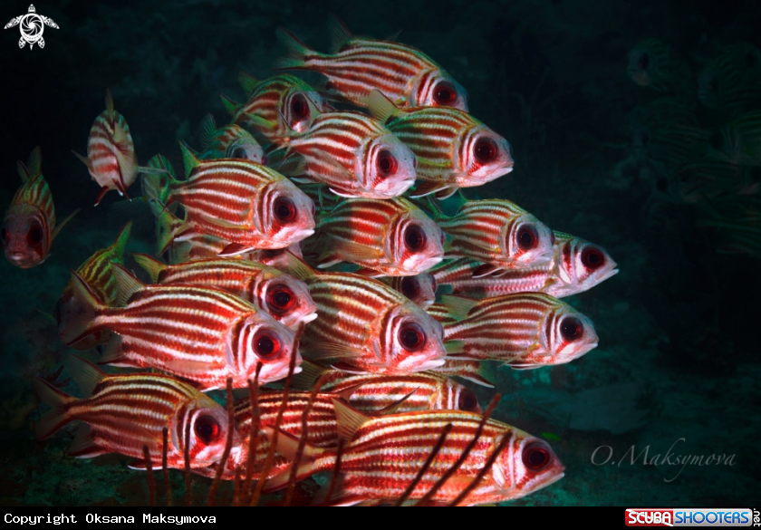 A School of blotcheye soldierfish (Myripristis berndti)