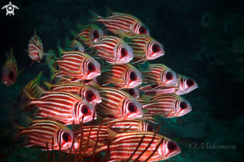 School of blotcheye soldierfish (Myripristis berndti)