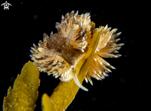 A Aeolidia papillosa | Aeolidia papillosa