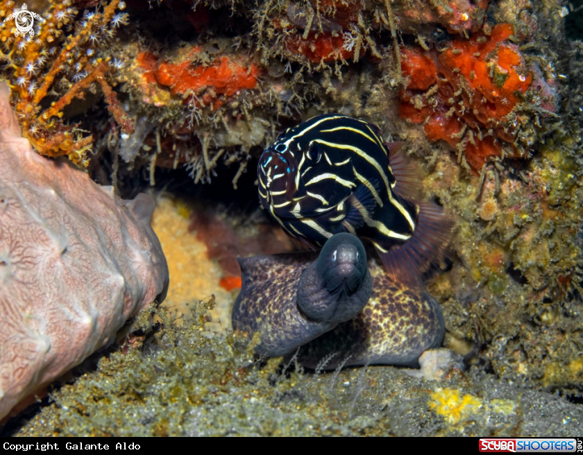 A Lined Soapfish and Moray Eel