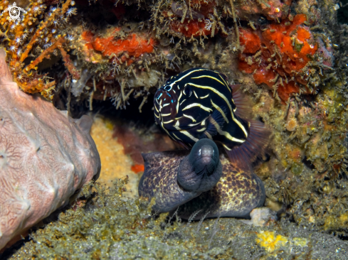 A Grammistes sexlineatus (Thunberg, 1792) and Gymnothorax thyrsoideus.  | Lined Soapfish and Moray Eel