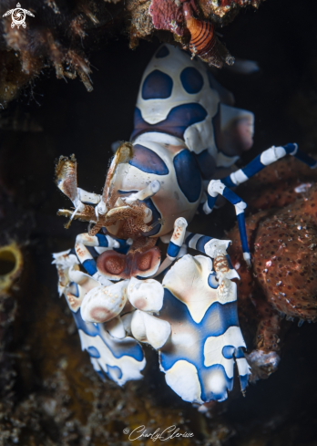 A Hymenocera picta | Harlequin Shrimp