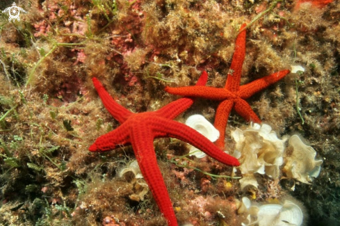 A Hacelia attenuata-Echinaster sepositus | Stelle rosse