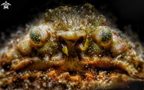 A Calappa Gallus  | Rough box crab or lumpy box crab 