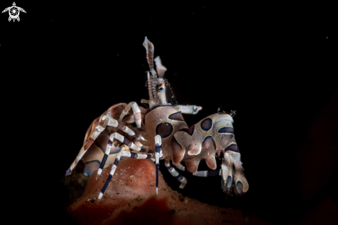 Harlequin shrimp