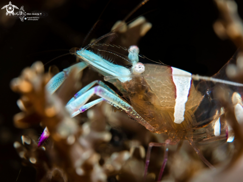 A Ancylomenes magnificus (Bruce, 1979)  | Shrimp