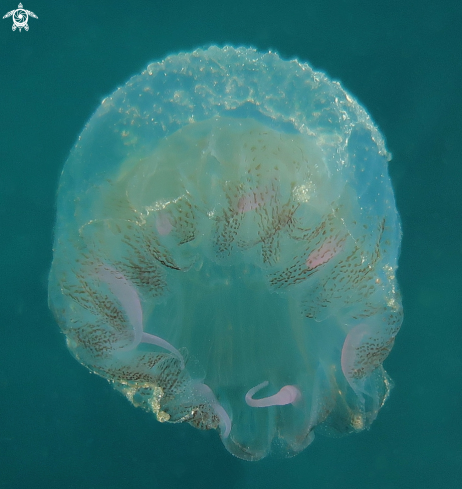 A Aurelia Aurita | medusa