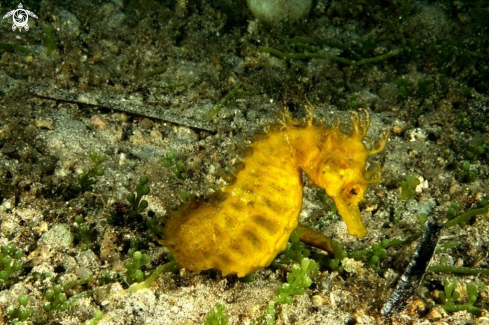 A Hippocampus guttulatus | Cavalluccio marino