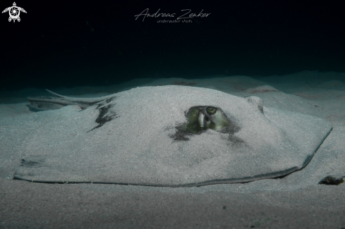 A Southern Stingray 