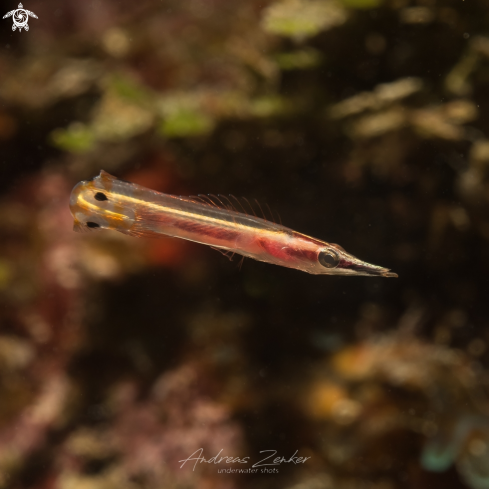 A Arrow blenny