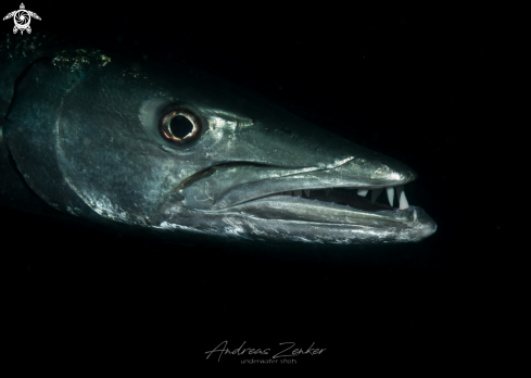 A Sphyraena barracuda | Great Barracuda