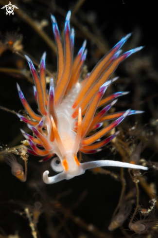 A Cratena peregrina nudibranch | Cratena peregrina