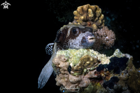 A Masked puffer fish