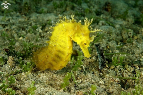 A Hippocampus guttulatus | Cavalluccio marino