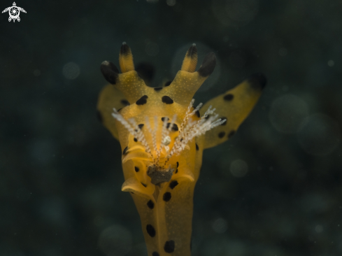 A seaslug