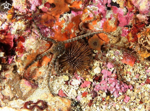 A Ophioderma logicaudum-Paracentrotus lividus | Ofiura e riccio