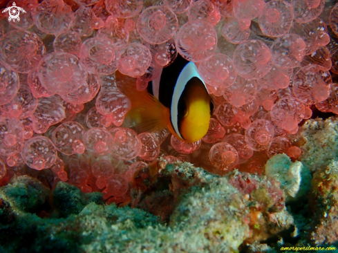 A Amphiprion clarkii | Pesce pagliaccio