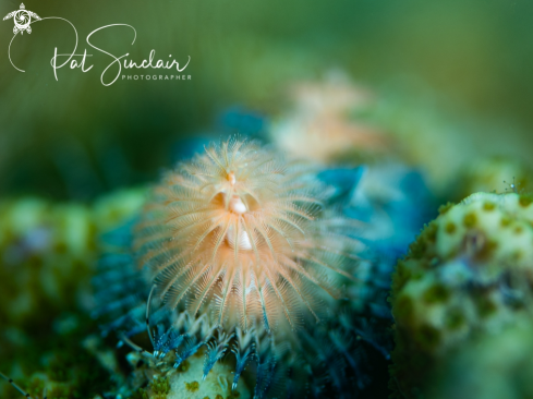 Christmas Tree Worm