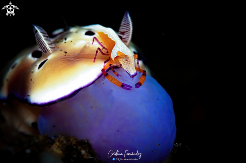 A  Hypselodoris tryoni - Zenopontonia rex  | Nudibranch