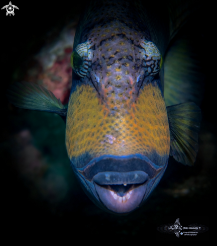 A Balistoides viridescens (Bloch & Schneider, 1801)   | Titan Triggerfish.