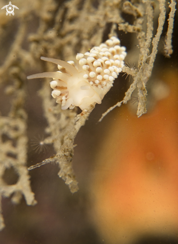 A Eubranchus tricolor