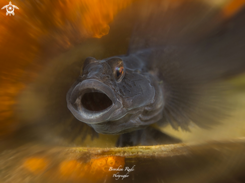 A Black goby