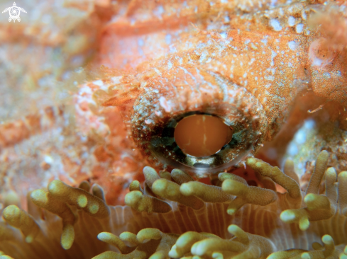 A Scorpionfish