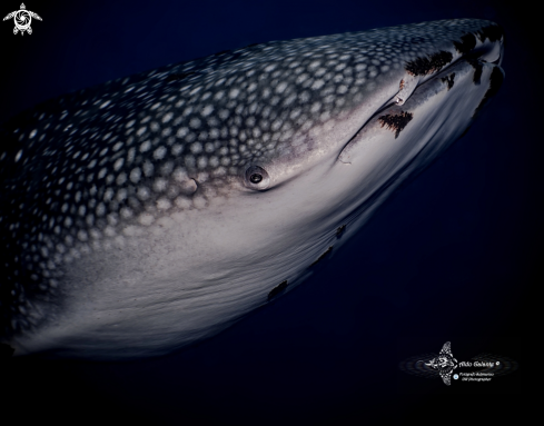 A Whale Shark