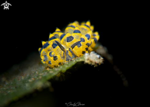 A Costasiella sp | Costasiella sp