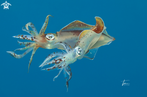 Caribbean Reef Squid