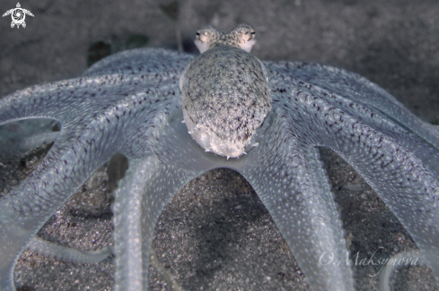 A Longarm octopus 