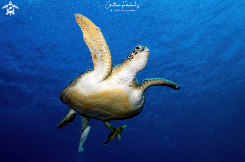 A Green turtle