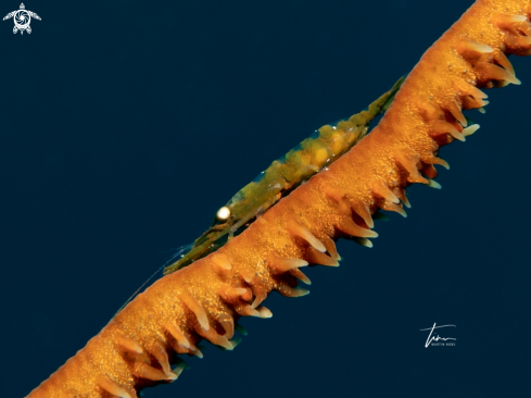 A Pseudopontonides principi | Wire Coral Shrimp