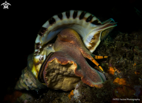 A Charonia tritonis | (Linnaeus, 1758) | GIANT TRITON