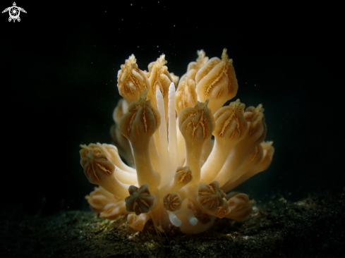 A Phyllodesmium rudmani | Nudibranch