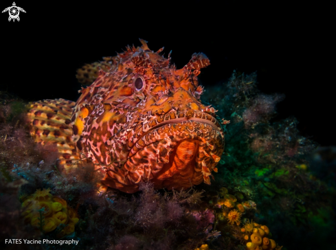 A Scorpaena scrofa | Linnaeus, 1758 | big red lionfish