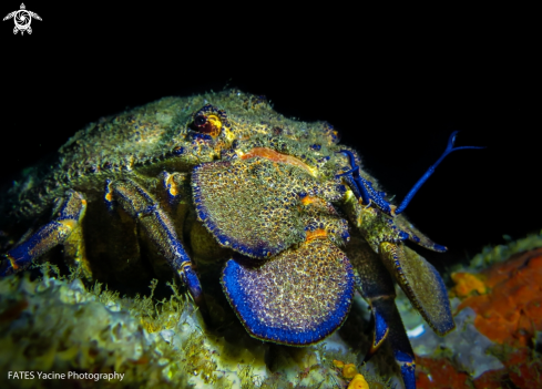 A  Sea Cicada