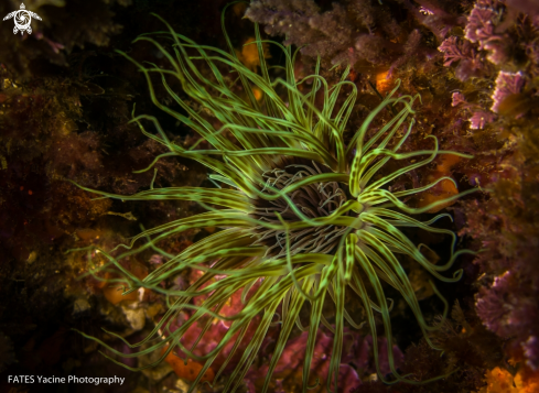 A Cerianthus membranaceus | (Spallanzani, 1784) | CÉRIANTHE